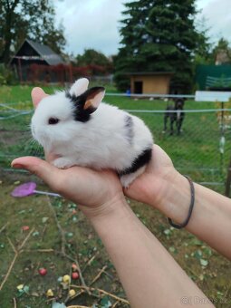 Teddy králík, zakrslý králík Teddy, zakrslý králík - 7