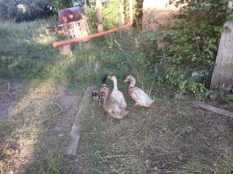Kachny ruánské a saské - 7