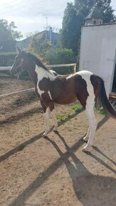 Prodám valacha  american paint horse - 7