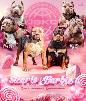 American bully xl, pitbull xxl merle tricolor - 7