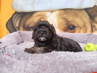 Maltipoo - 7
