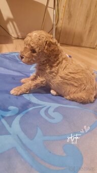 Štěňátka Pudl - 7