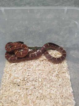 Užovka červená (Corn Snake) - 7