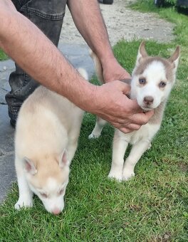 Sibirsky Husky - 7