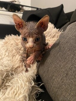 Kanadský sphynx bez PP - 7