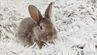 Zakrslý králík, králíček -(REX)-DAMIAN - 7