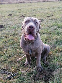 Bandog - 7