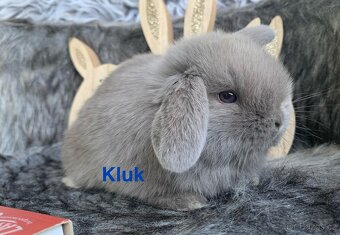 ❤️❤️Krásná Minilop Kralicek veranek miminka - 7