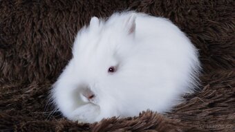 Zakrslý králík, králíček -(TEDDY)-HERBERT - 7