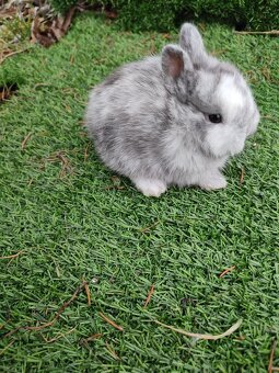 Zakrslý králíček - 7