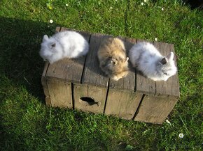 Teddy králíčci mláďata - 7