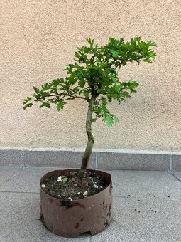 Bonsai, Bonsaj, jamadori, hloh - 7