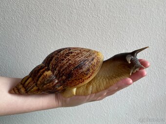 Oblovka síťkovaná (Lissachatina reticulata) 🐌 - 7
