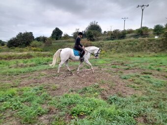 Valach appaloosa - 7