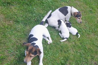 Štěňata Jack Russell Teriér - 7
