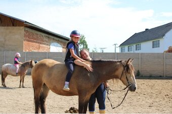 WPBr plavá tříletá kobylka - 7
