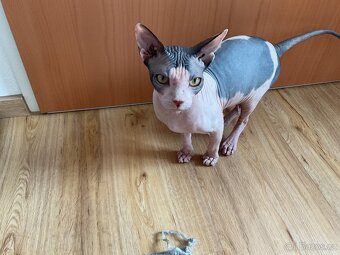 Prodám kanadského kocourka sphynx - 7
