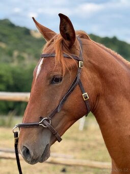 Lusitsno hřebec PSL z ověřeného spojení - 7
