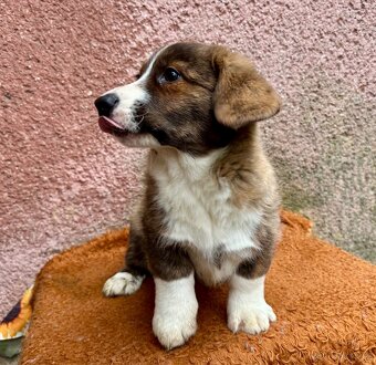 Welsh Corgi cardigan s PP - 7