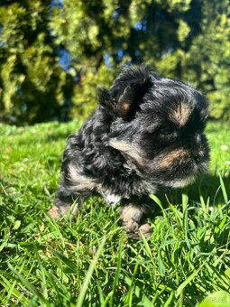 Yorkšírský teriér - 7