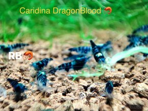 PREMIUM Caridina a Neocaridina akva krevetky, raciky a machy - 7
