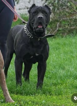 Bandog fenka - 7