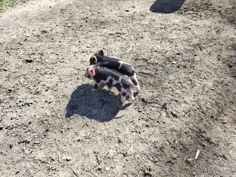 Kune Kune - 7