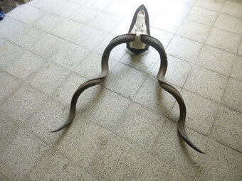 Kudu - 7