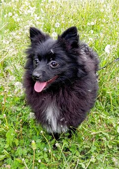Pomeranian/ malý německý špic, fenečka. - 7