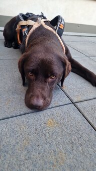 Hledá novou rodinu — Tayna, čokoládově hnědá labradorka. Jej - 7