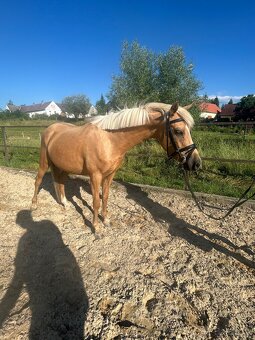 Pony do sportu - 7