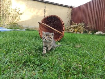 Daruji koťátka - 7
