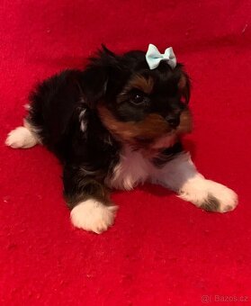 Jorkšírský teriér Biewer - 7