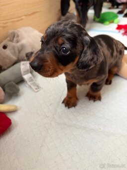 Trpasličí jezevčík merle bez pp - 7