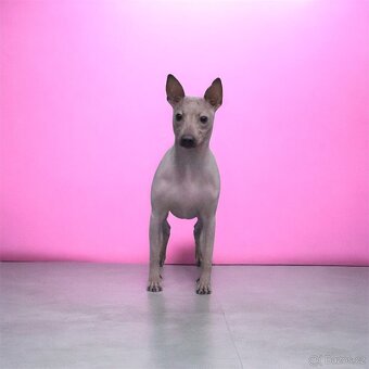 Americký bezsrstý teriér FCI - 7