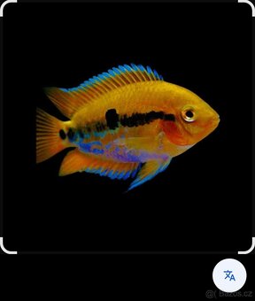 Prodej akvarijních ryb - 7