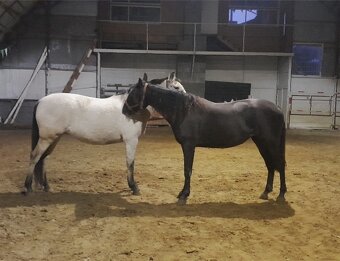 LUSITANO klisna s PP nar.v ČR - 7