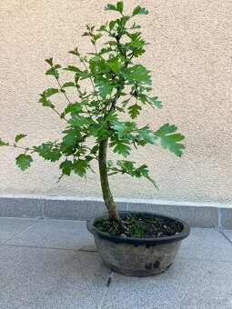 Bonsai, Bonsaj, jamadori, hloh - 7