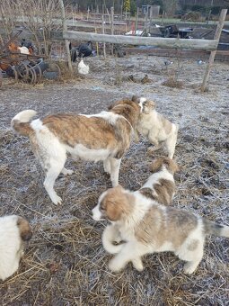 Moskevský strážní pes - 7