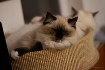 Ragdoll Koťata s PP - 7