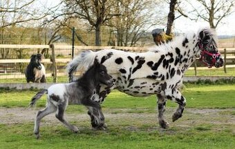 ATRAKTIVNÍ minihorse hřebeček - 7