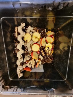 Agamy + terarium + švábi - 7