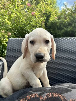štěňata labrador a Bílý kluk – připravena k odběru - 7
