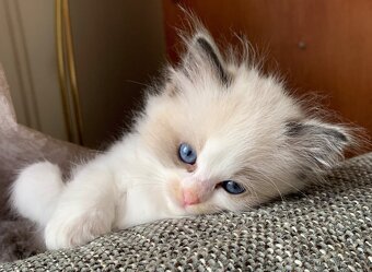 ❤️🌟Nádherná kočička Ragdoll s PP - 7