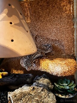 Prodám dvě dospělé samice gekončíka nočního včetně terária - 7