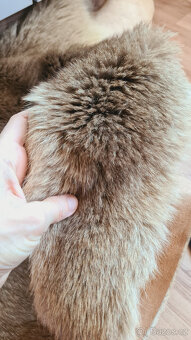 Pravá klokaní kožešina z Austrálie (5) - 7