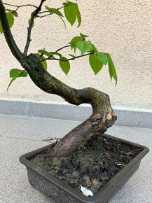 Bonsai, Bonsaj, jamadori, habr - 7