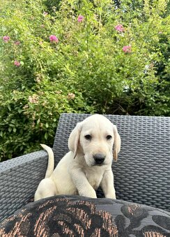 štěňata labrador a Bílá Fenka – připravena k odběru - 7