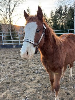 Perspektívny Žrebček - 7