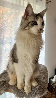 Mainská mývalí kočička s PP - 7